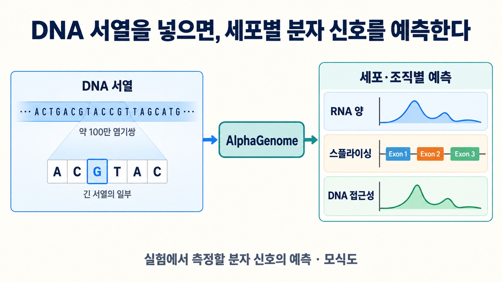 DNA 서열 약 100만 염기쌍을 입력하면 AlphaGenome이 세포와 조직별로 RNA 양, 스플라이싱, DNA 접근성을 예측한다는 구조 도해