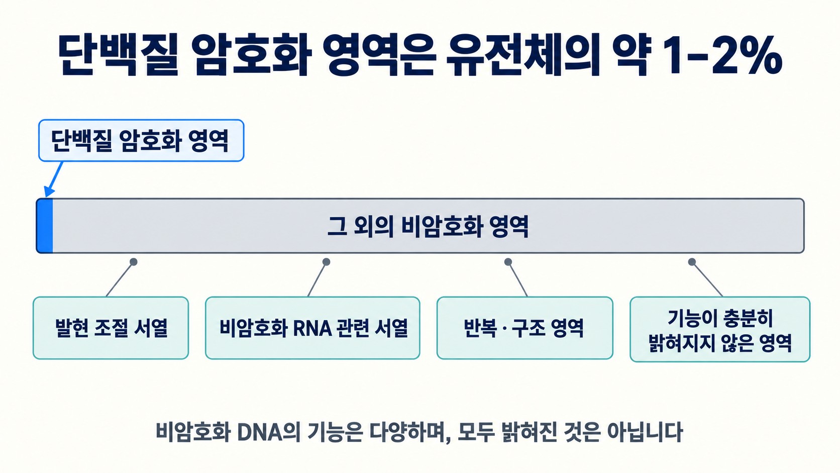 유전체에서 단백질 암호화 영역이 차지하는 비중과 나머지 비암호화 영역의 기능을 구분한 도해