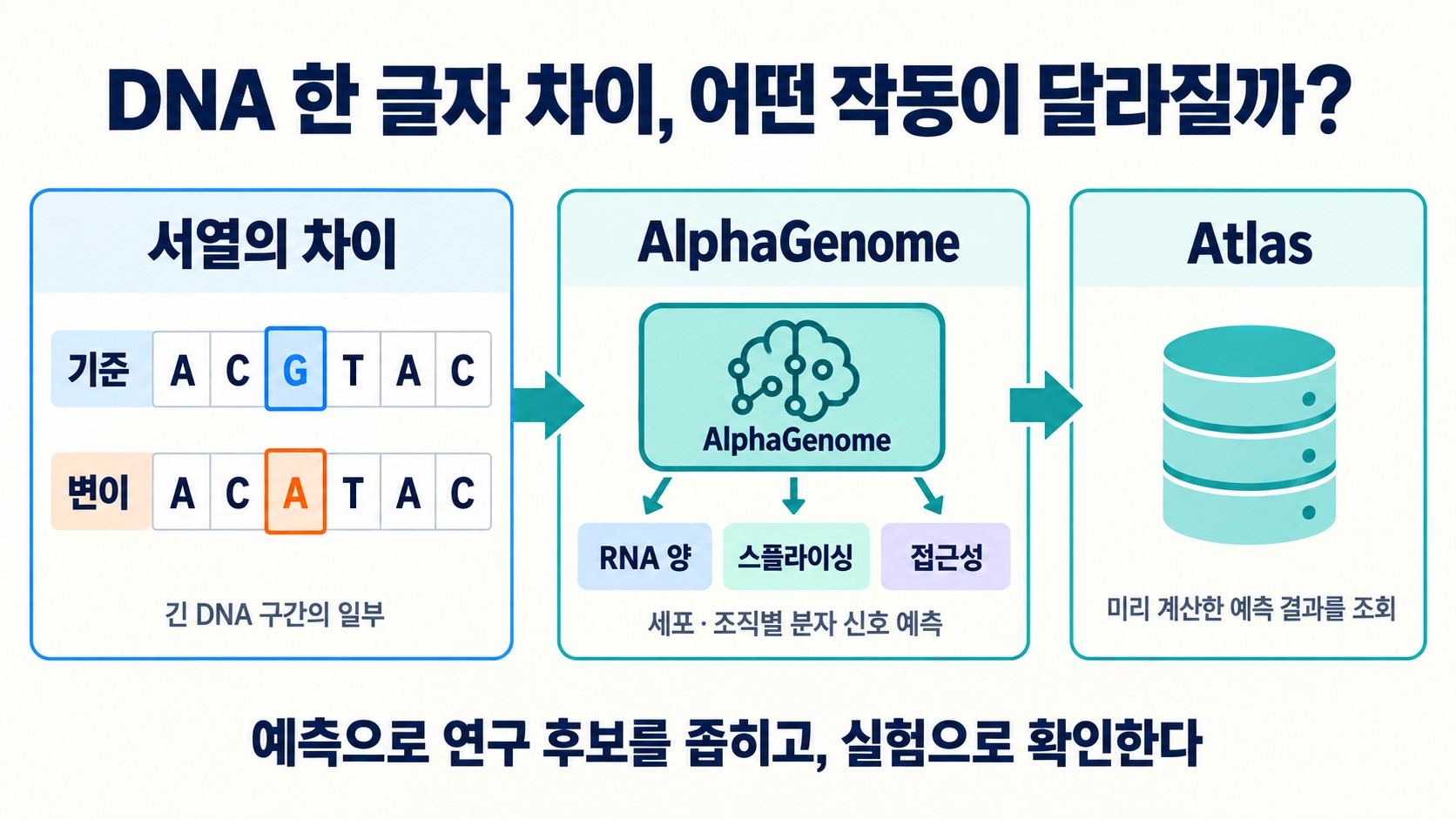 DNA 한 글자 차이에서 AlphaGenome 예측, Atlas 조회로 이어지는 흐름을 세 단계로 정리한 길 안내 도해